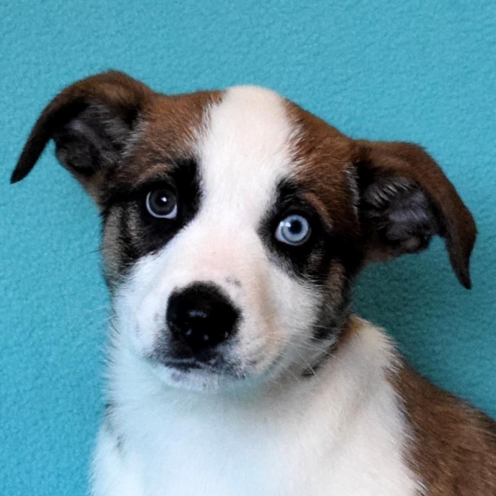 Shilo, an adoptable Australian Shepherd, Catahoula Leopard Dog in Eureka, CA, 95503 | Photo Image 2