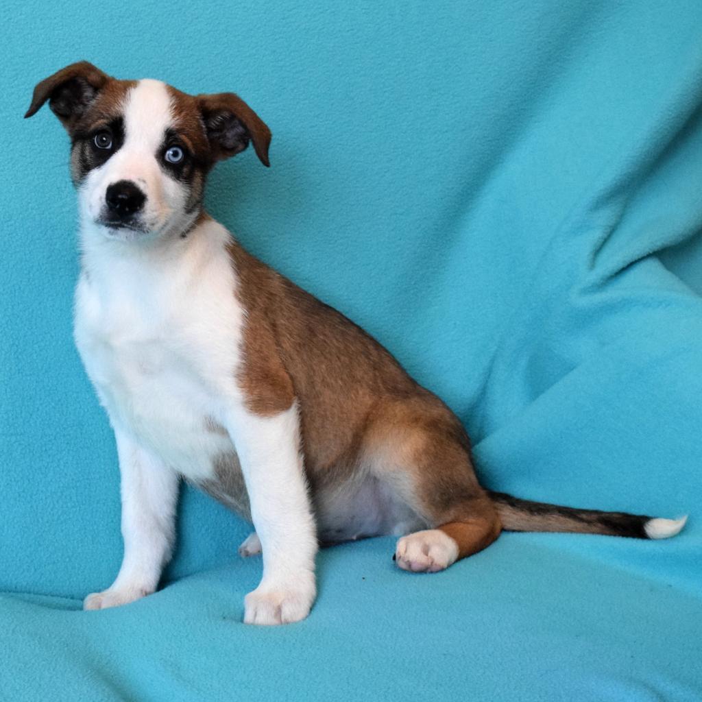 Shilo, an adoptable Australian Shepherd, Catahoula Leopard Dog in Eureka, CA, 95503 | Photo Image 3