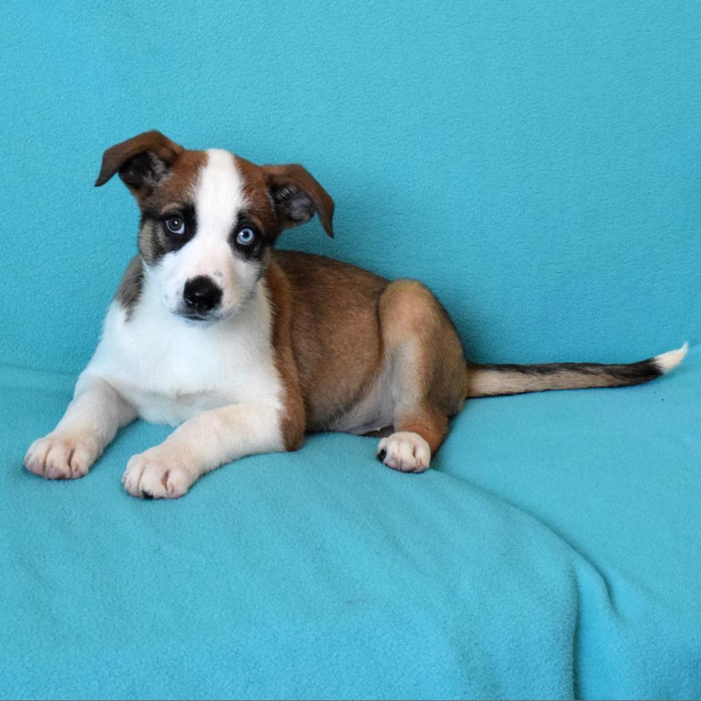 Shilo, an adoptable Australian Shepherd, Catahoula Leopard Dog in Eureka, CA, 95503 | Photo Image 4