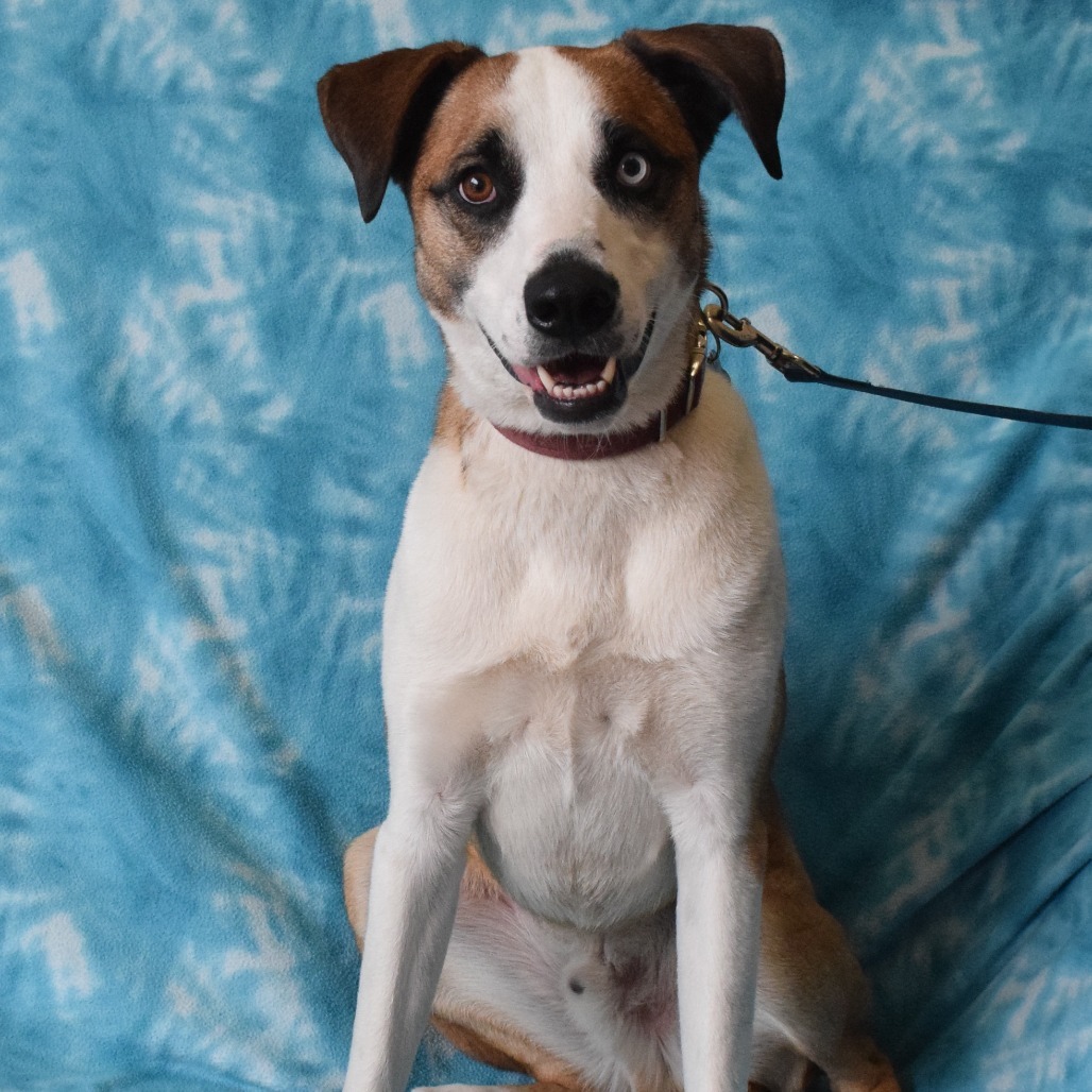 Shilo, an adoptable Australian Shepherd, Catahoula Leopard Dog in Eureka, CA, 95503 | Photo Image 5