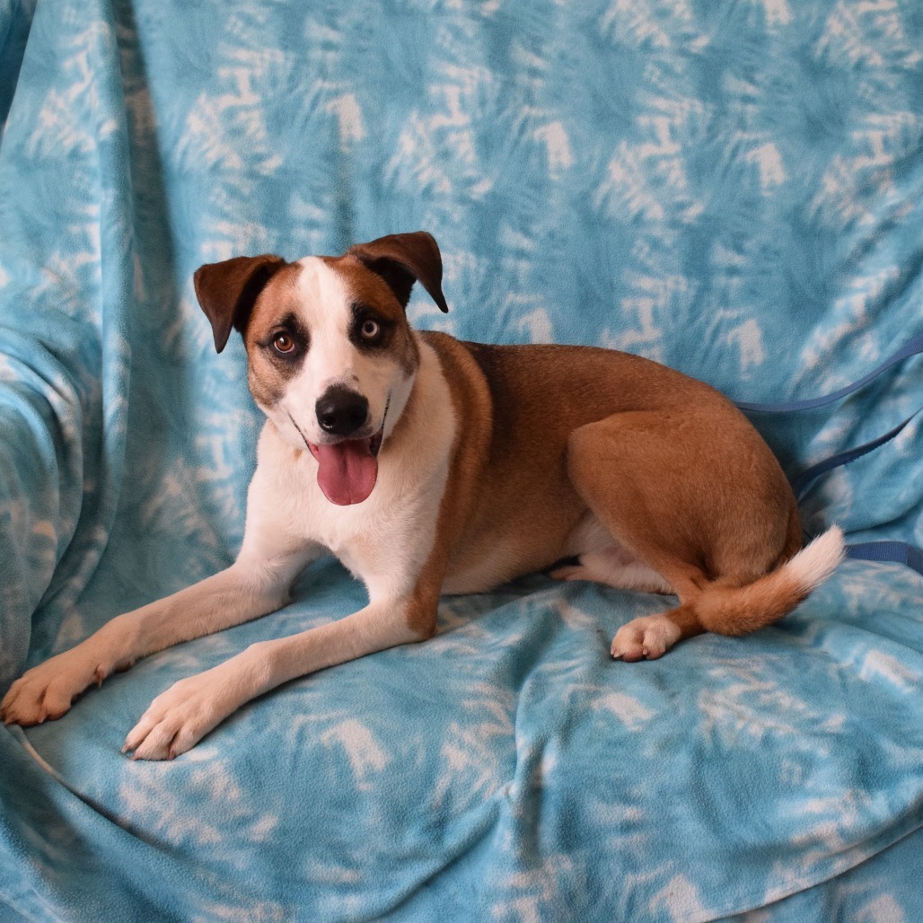 Shilo, an adoptable Australian Shepherd, Catahoula Leopard Dog in Eureka, CA, 95503 | Photo Image 6