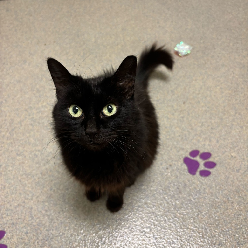 Sugar Bear (bonded with Dave)