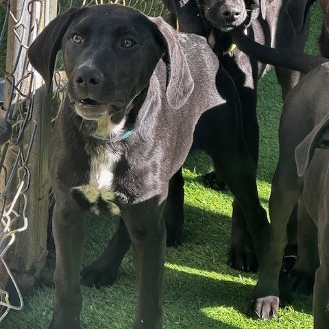 Bart aka B'Artagnan, an adoptable Black Labrador Retriever, German Shepherd Dog in Coos Bay, OR, 97420 | Photo Image 1
