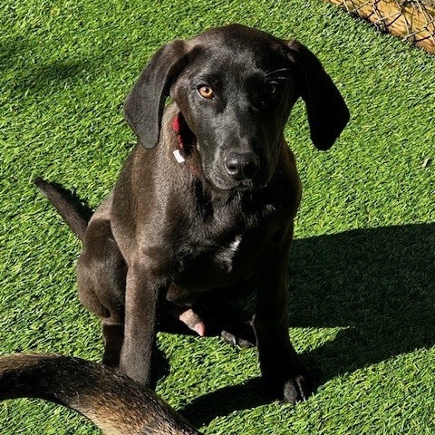 Brooks, an adoptable Black Labrador Retriever, German Shepherd Dog in Coos Bay, OR, 97420 | Photo Image 1