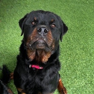 Yogi Bear