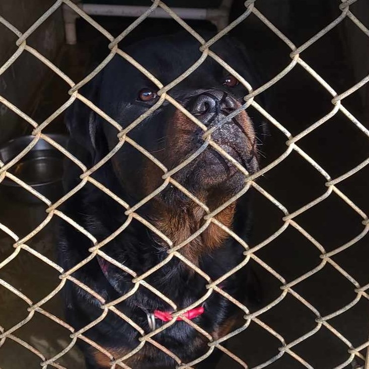 Yogi Bear, an adoptable Rottweiler in Coos Bay, OR, 97420 | Photo Image 3