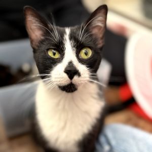 Coco Domestic Short Hair Cat