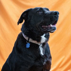 Sunny, Adult Female Labrador Retriever