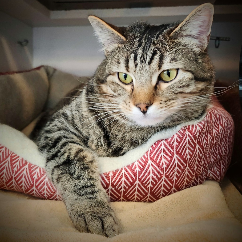 Kasilof, an adoptable Domestic Short Hair in Park City, UT, 84098 | Photo Image 1