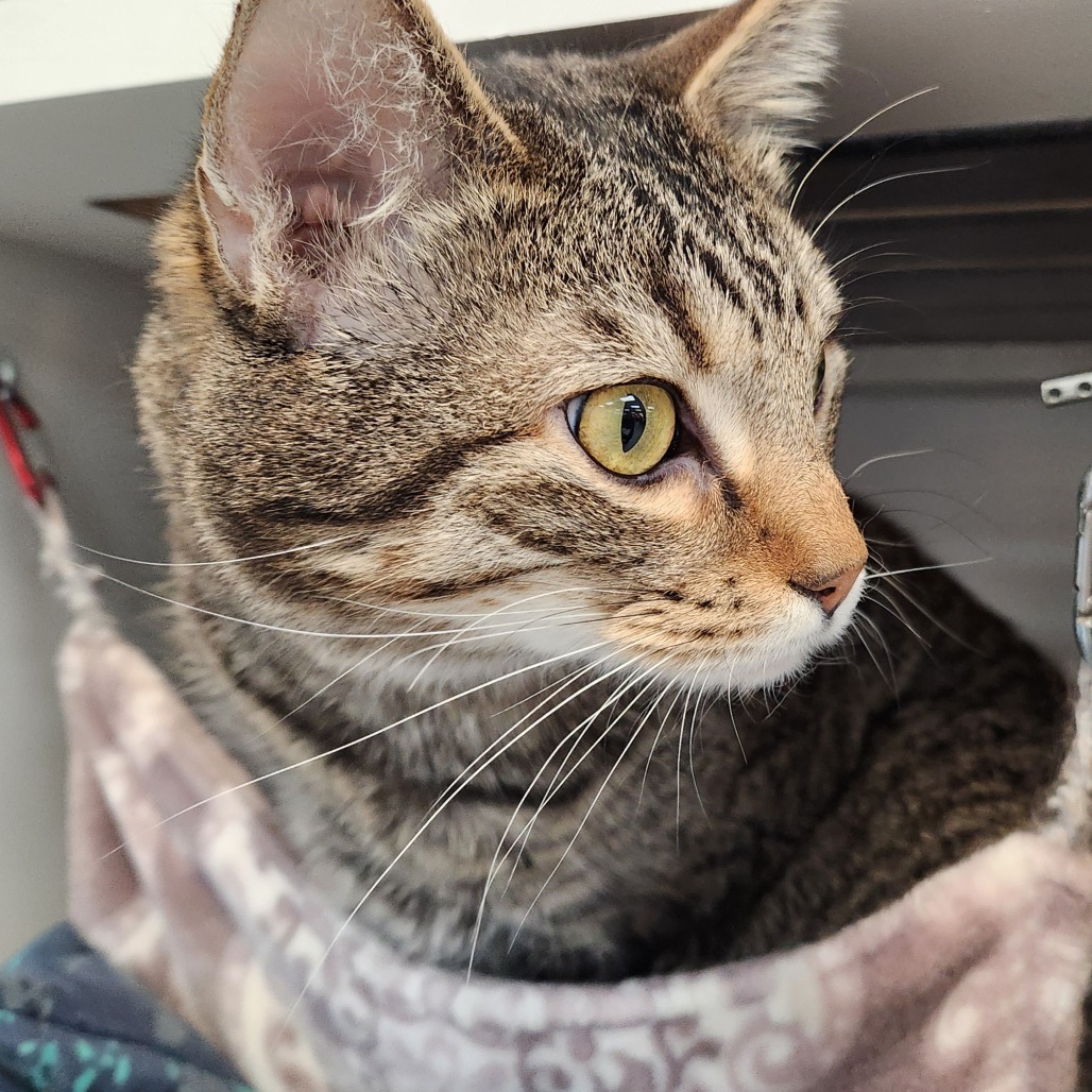 Kasilof, an adoptable Domestic Short Hair in Park City, UT, 84098 | Photo Image 2