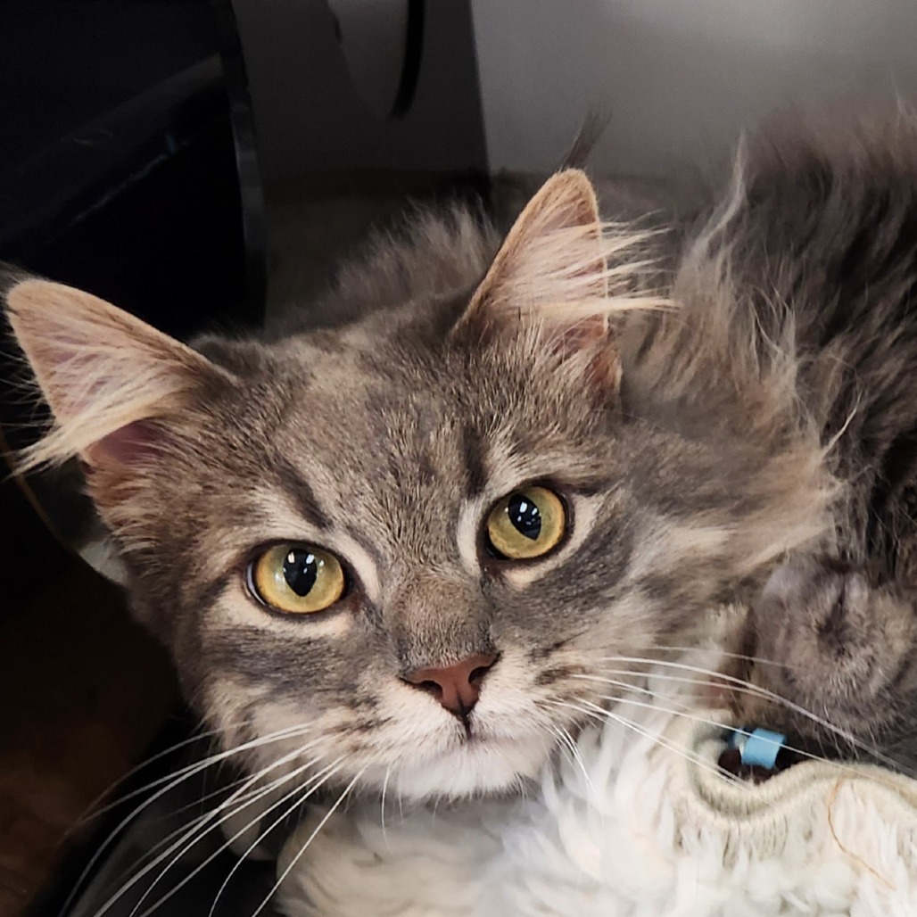 Soldotna, an adoptable Domestic Long Hair in Park City, UT, 84098 | Photo Image 1