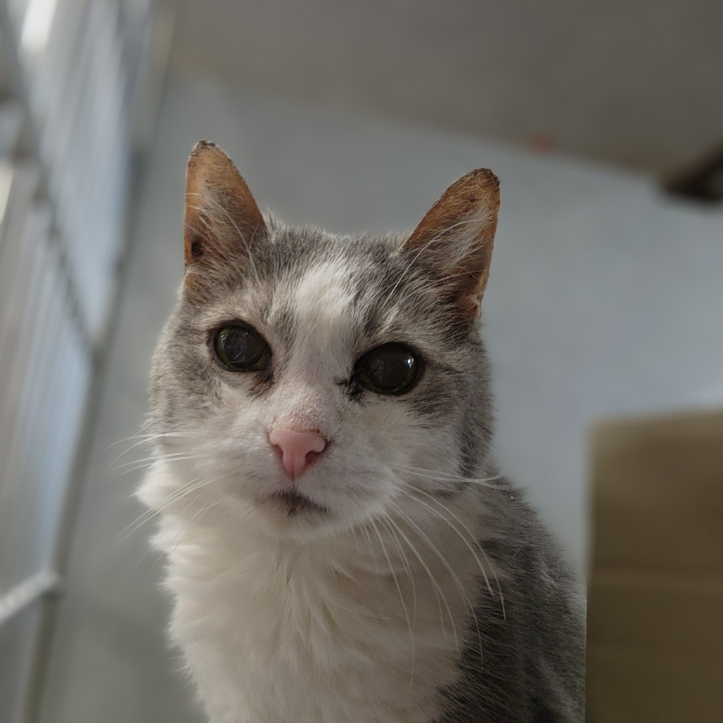 Arctic-Foster