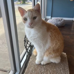 Dave, Senior Male Domestic Short Hair