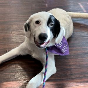 Hunter, Young Male Great Pyrenees