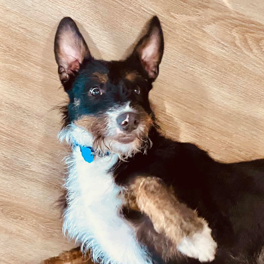 Tuffy