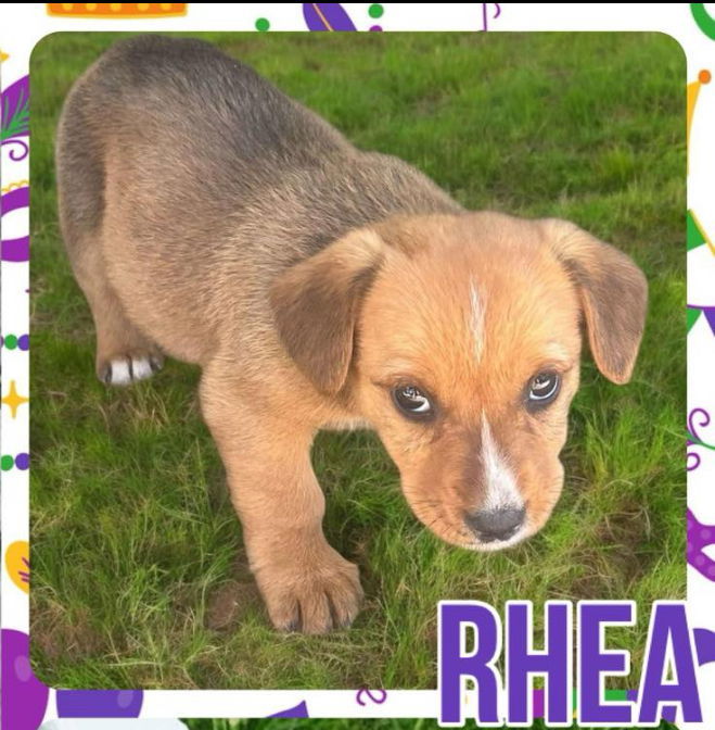 Rhea 2