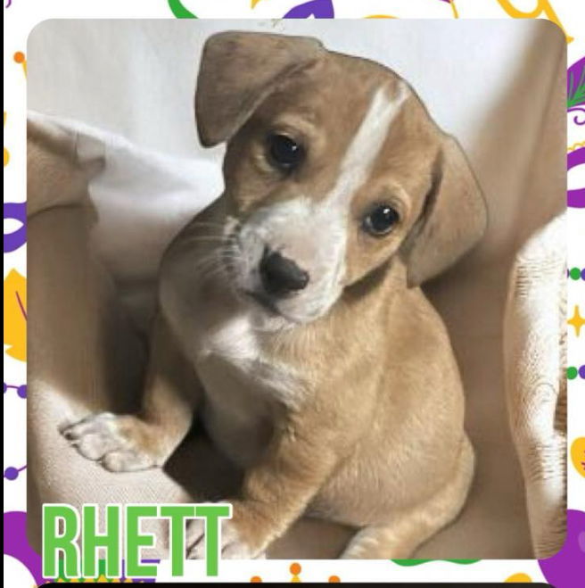 Rhett 3