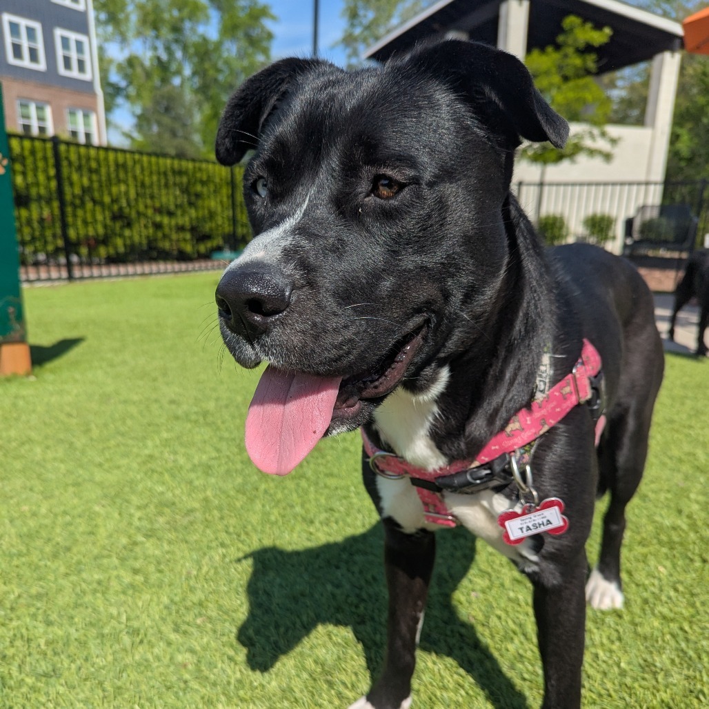 Tasha