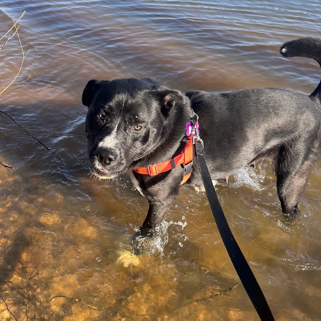 Tasha