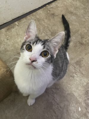 Meet Bartok Bartok was found as a very sick stray kitten by a good Samaritan back in October 2021 