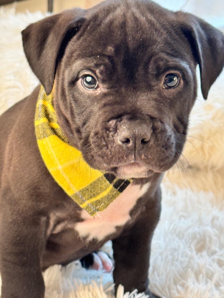 Brutus