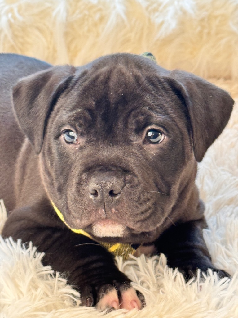 Brutus