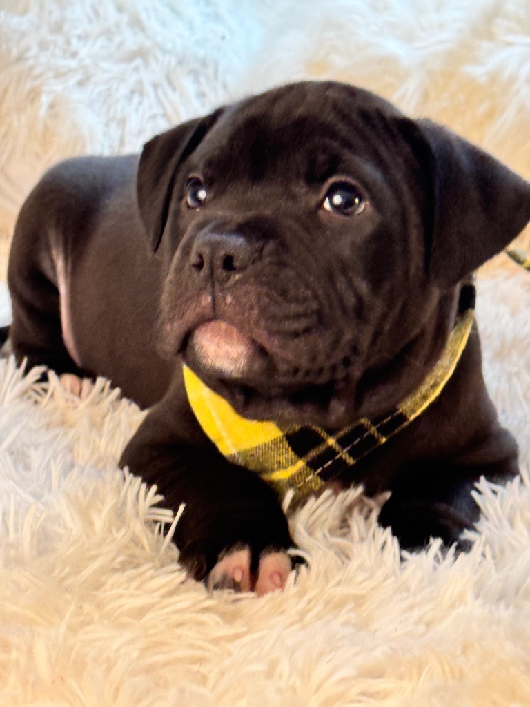 Brutus