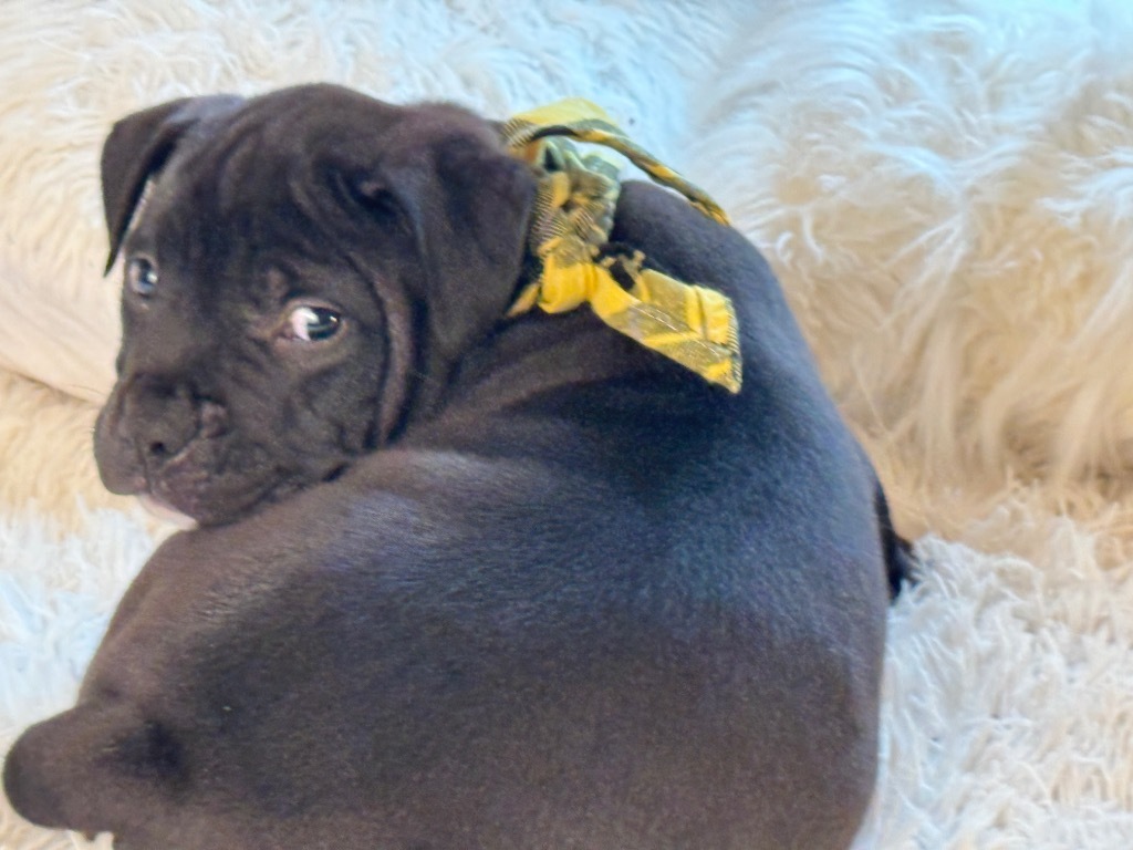 Brutus