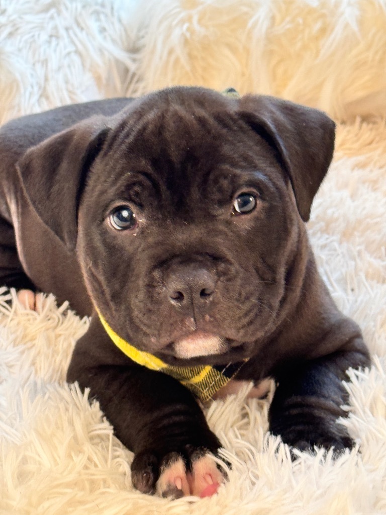 Brutus