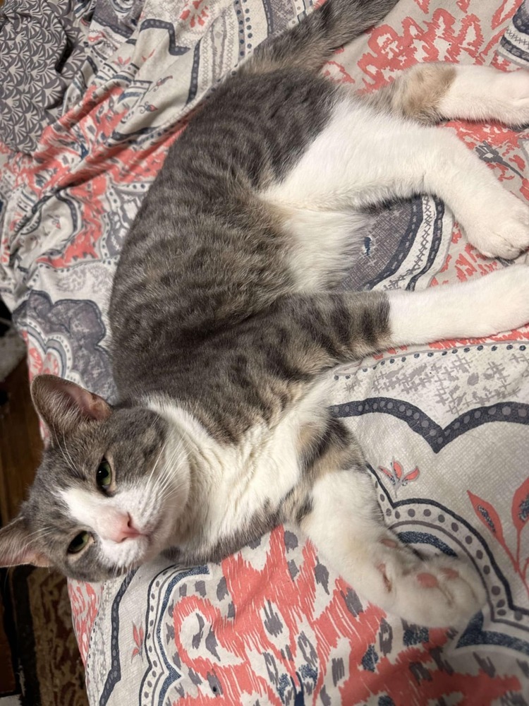 Smokey Cat
