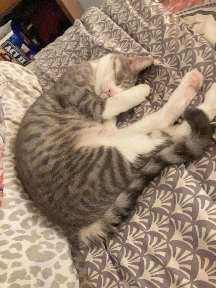 Smokey Cat