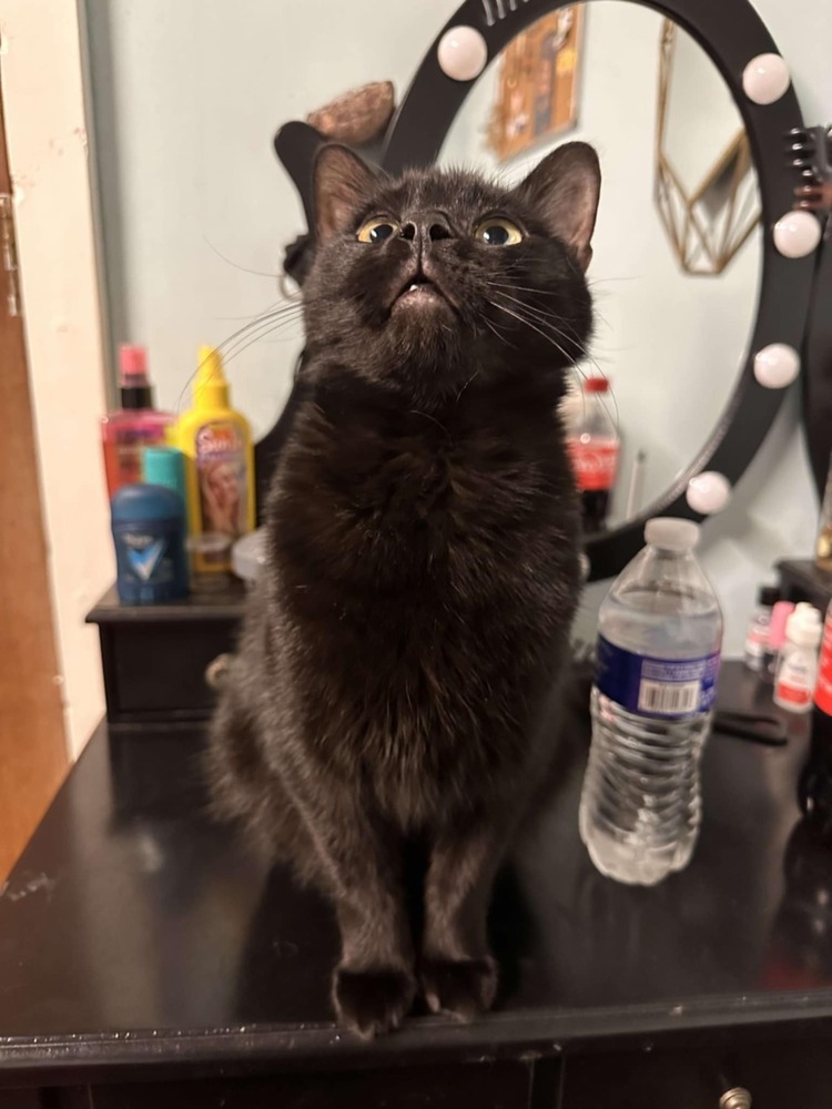 Ozzy Cat