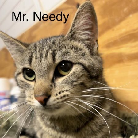 Mr. Needy photo