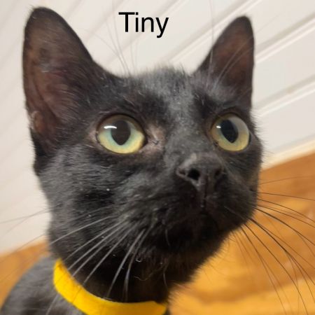 Tiny photo