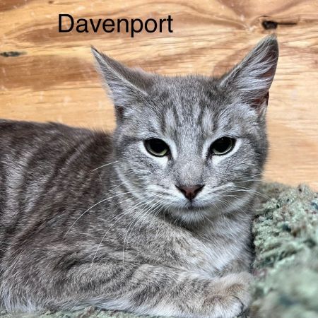 Davenport photo
