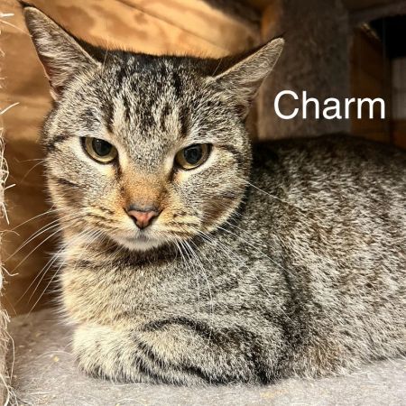 Charm photo