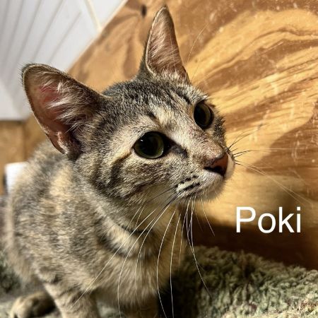 Poki photo