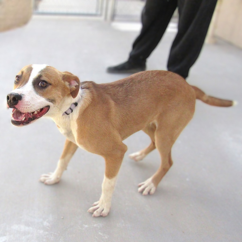 Rover, an adoptable Mixed Breed in Las Cruces, NM, 88012 | Photo Image 1