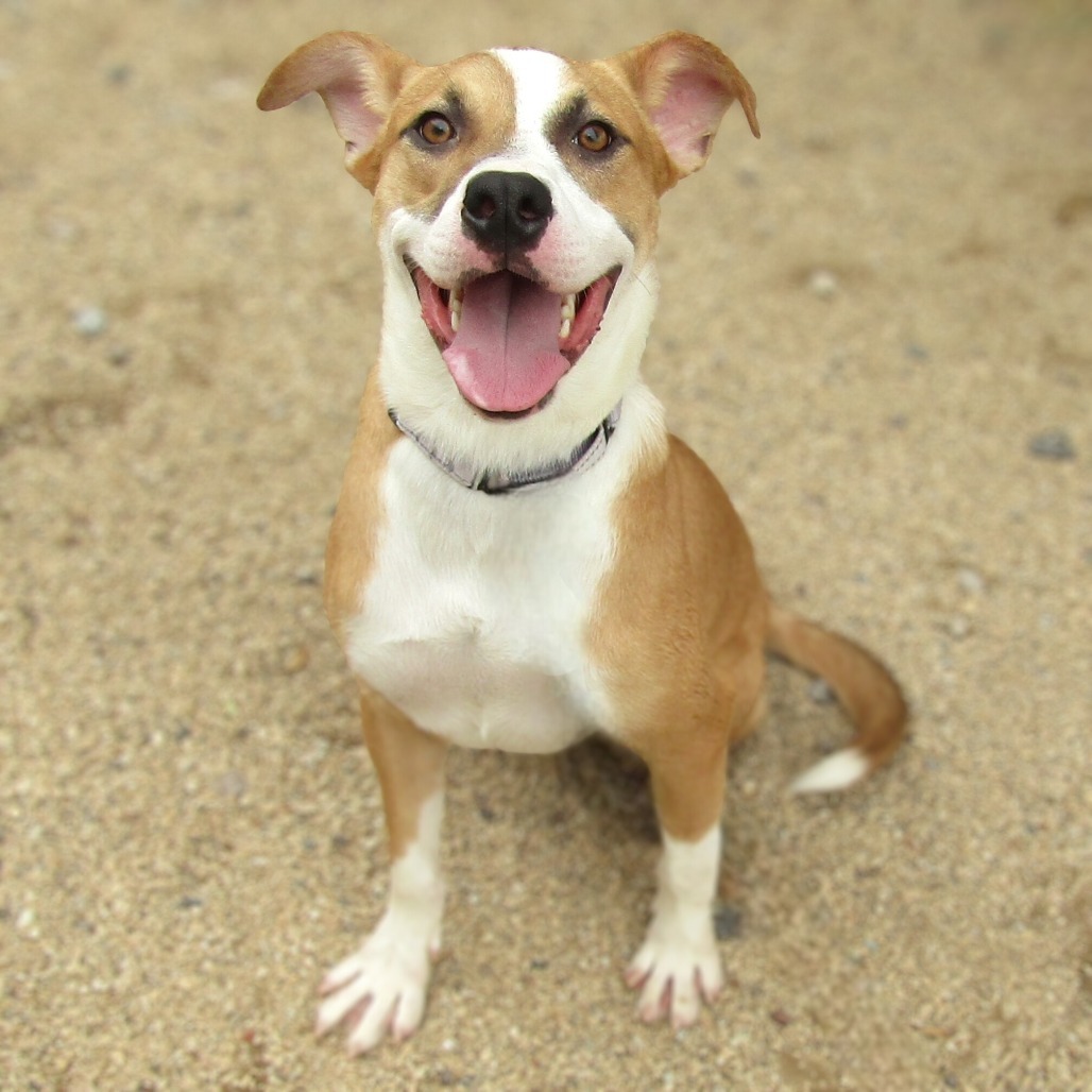 Rover, an adoptable Mixed Breed in Las Cruces, NM, 88012 | Photo Image 1