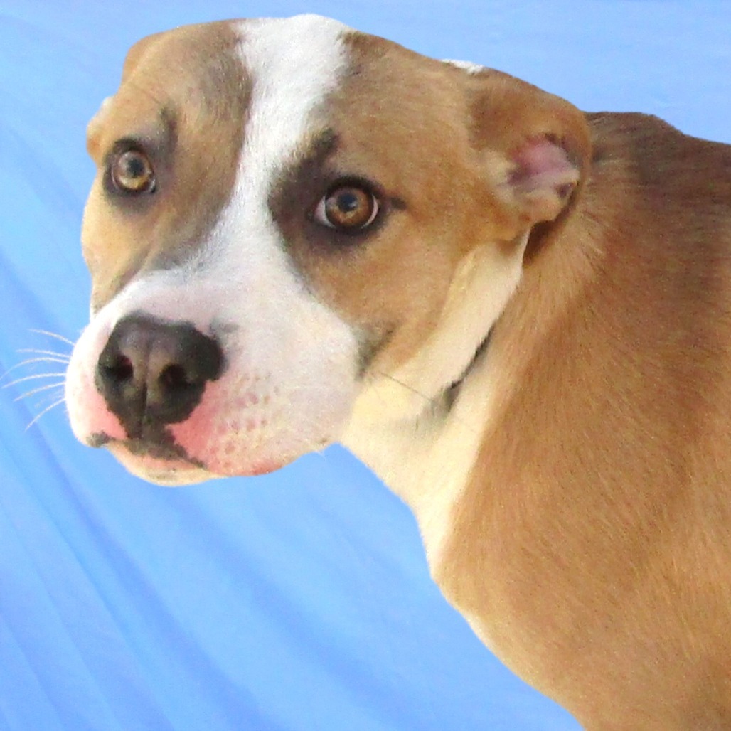Rover, an adoptable Mixed Breed in Las Cruces, NM, 88012 | Photo Image 2
