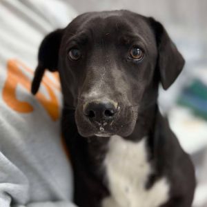 Harlyn, Young Female Black Labrador Retriever