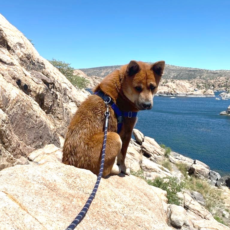 Redmond, an adoptable Mixed Breed in Prescott, AZ, 86304 | Photo Image 1