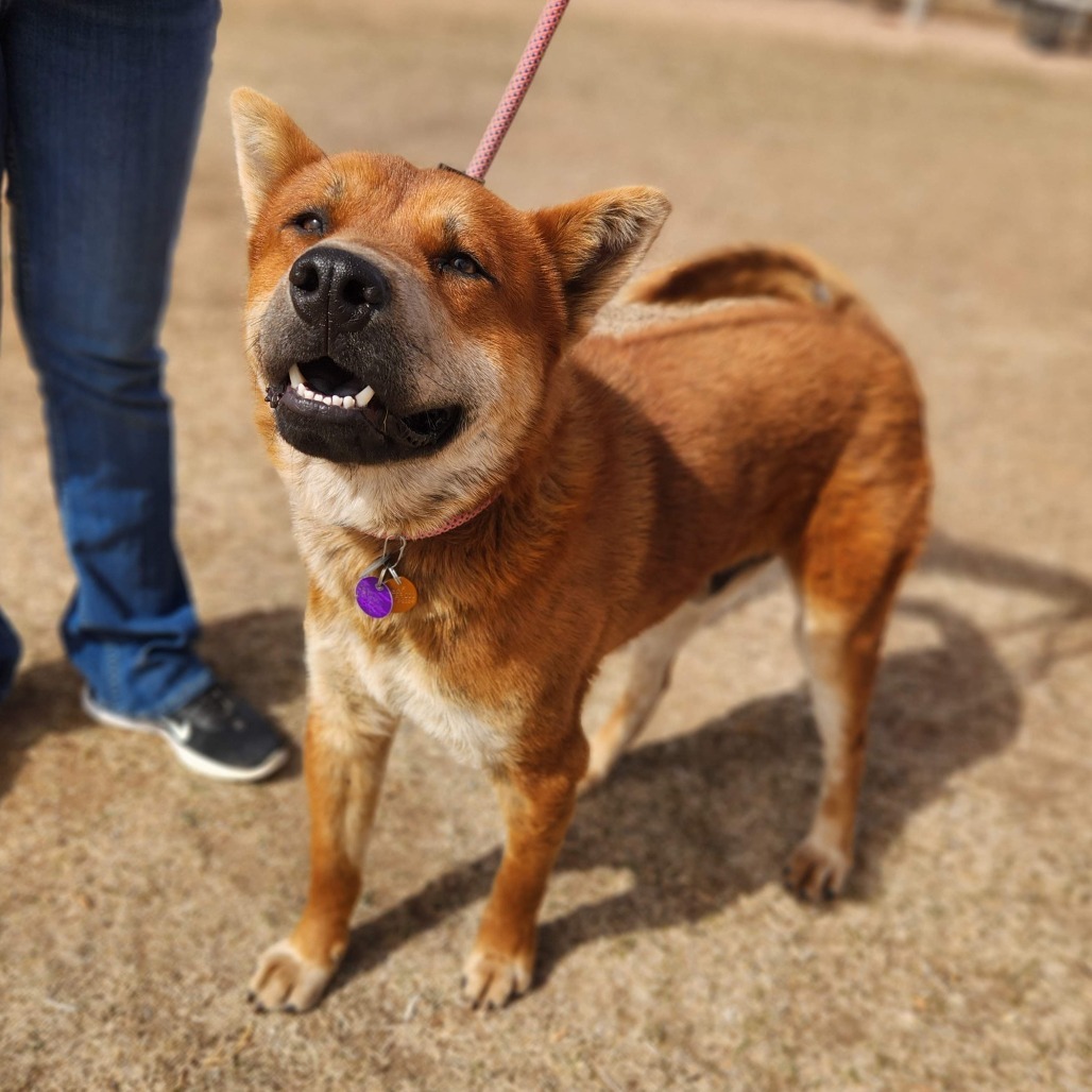 Redmond, an adoptable Mixed Breed in Prescott, AZ, 86304 | Photo Image 2