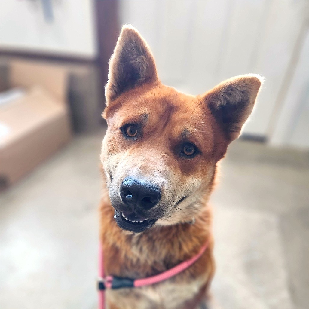 Redmond, an adoptable Mixed Breed in Prescott, AZ, 86304 | Photo Image 3