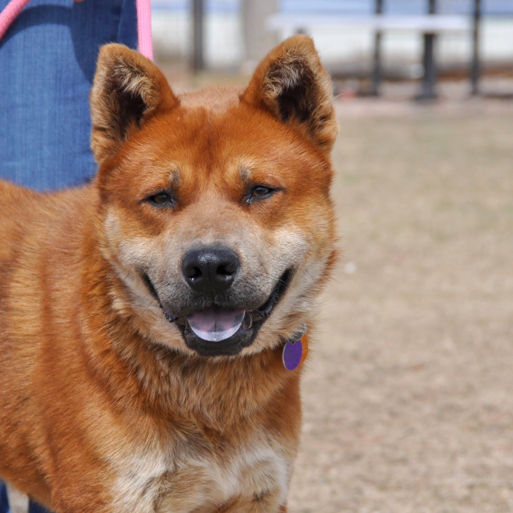 Redmond, an adoptable Mixed Breed in Prescott, AZ, 86304 | Photo Image 4