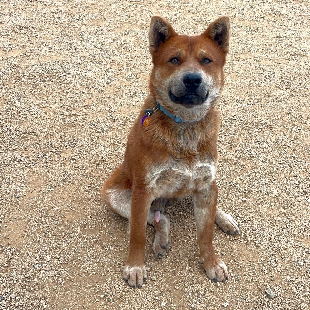 Redmond, an adoptable Mixed Breed in Prescott, AZ, 86304 | Photo Image 5