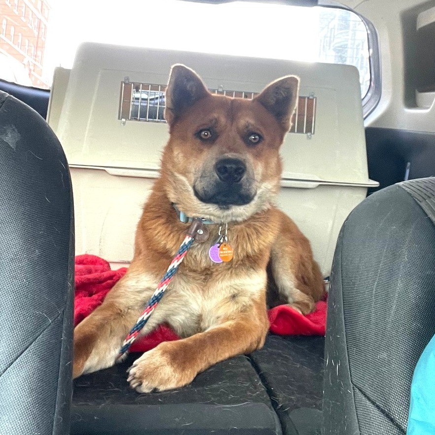 Redmond, an adoptable Mixed Breed in Prescott, AZ, 86304 | Photo Image 6