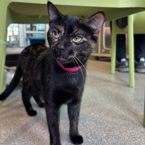 Francisca, Young Female Domestic Short Hair