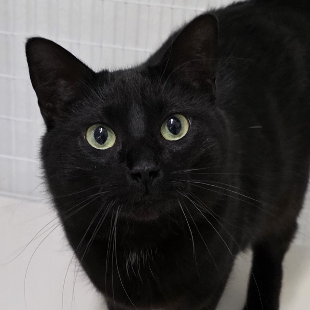 Nyoka, an adoptable American Shorthair in Mount Shasta, CA, 96067 | Photo Image 1