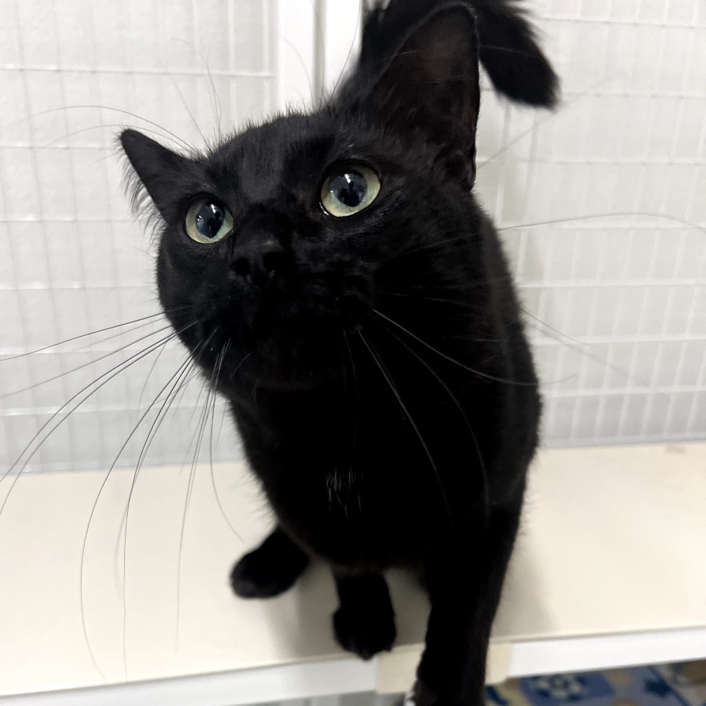 Nyoka, an adoptable American Shorthair in Mount Shasta, CA, 96067 | Photo Image 2